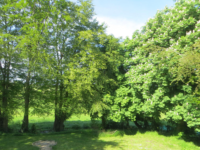 GalLiveTrees