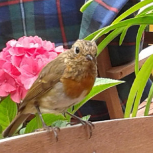 A Robin at Rathvilly